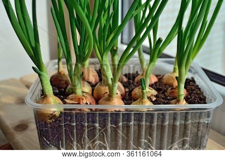 Green Onions Grow On The Windowsill In A Plastic Pot