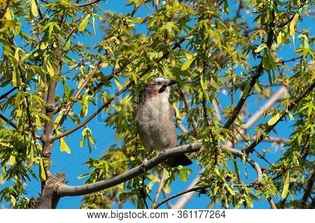 Eurasian Jay (garrulus Glandarius) Sitting In A Tree On A Sunny Day In Spring, Vienna (austria)