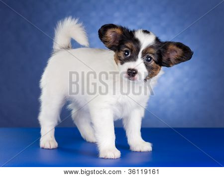 Cucciolo di Papillon