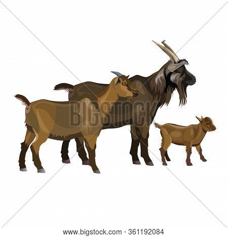 Goat Family. Buck, Nanny And Kid. Vector Illustration