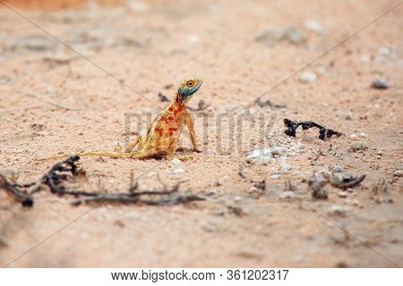 The Ground Agama (agama Aculeata) In The African Desert.