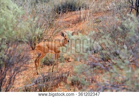 The Steenbok (raphicerus Campestris) Is Hidden In Bush.a Small Antelope Hides In The Bushes In The D