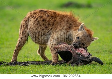 Spotted Hyena Chews Wildebeest Carcase In Grass