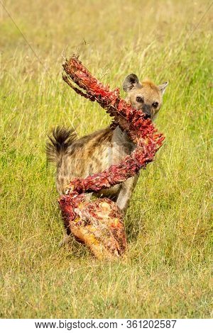 Spotted Hyena Crosses Grass With Bloody Carcase