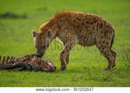 Spotted Hyena Feeding On Carcase On Grass