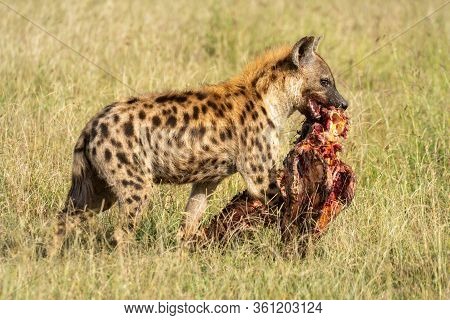 Spotted Hyena Walks Carrying Carcase On Savannah