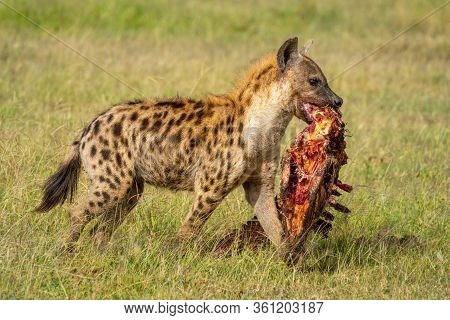 Spotted Hyena Walks With Carcase On Savannah