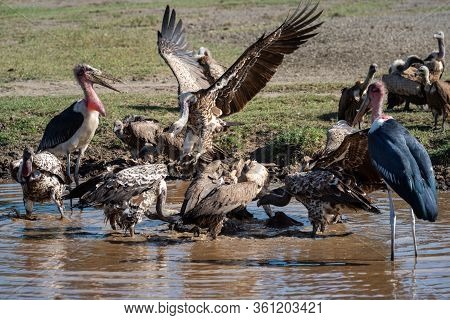 Storks And Vultures Fight Over River Carcase