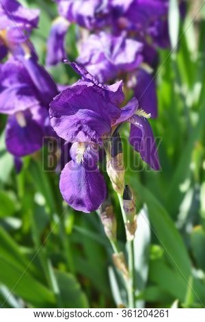 Illyrian Iris - Latin Name - Iris Illyrica