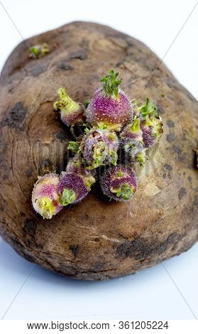 Old Potatoes With Sprouted Shoots On A White Background.