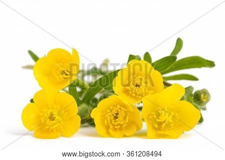 Woolly Buttercup Flowers Isolated On White Background