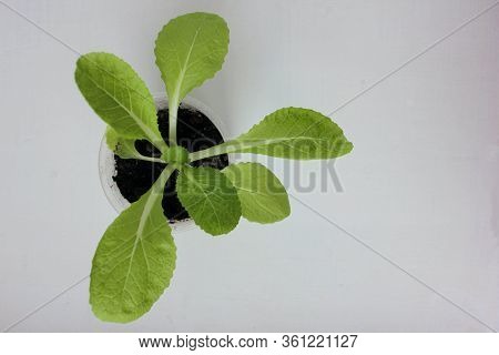 Chinese Napa Cabbage Seedling Sprouts In The Pot On White Background. Orient Express Beijing Cabbage