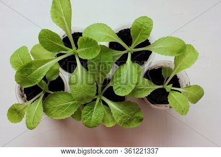 Chinese Napa Cabbage Seedling Sprouts In The Pot On White Background. Orient Express Beijing Cabbage
