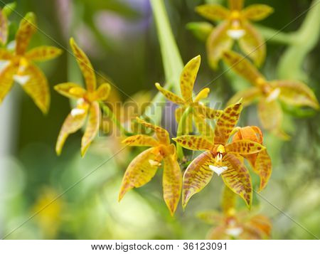 Phalaenopsis Cornu-cervi