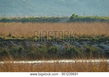 Wild Tiger Stalking Prey During Territory Marking In Magical And Scenic Landscape Of Jim Corbett Nat