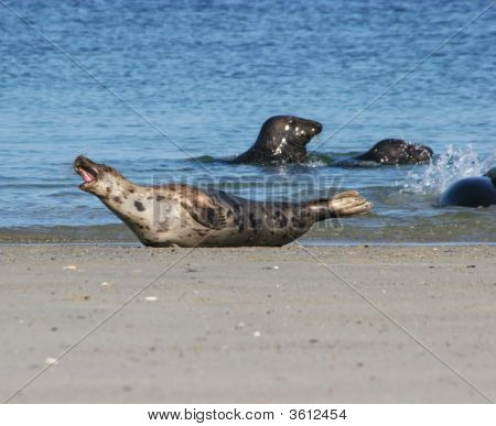 Seals At The Beach Of Helgoland DüNe (German North Sea)