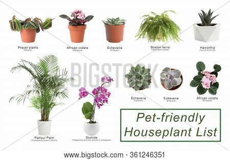 List Of Pet-friendly Houseplants On White Background