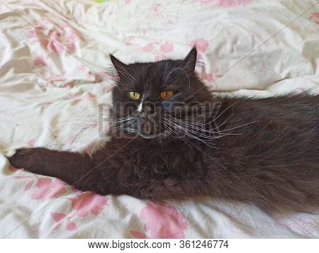 Cat Laying On Bed. Domectic Animal Has A Rest. Black And White Cat Laying On Bed With Colored Fabric