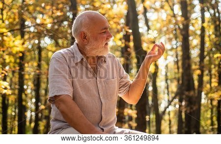 See Beauty In Simple Things. Old Bearded Man Collect Leaves. Happy Man Enjoy Autumn Nature. Bearded 