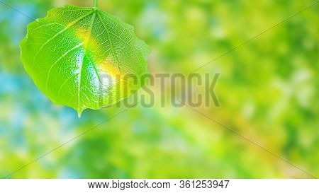 A Leaf With Rainbow Light On A Bright Yellow-green-blue Blurred Natural Background. Banner 16:9. The
