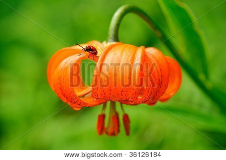 Lily blad Bille på en Carniolan lily