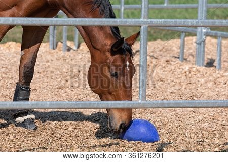 Beautiful Brown-red Horse Standing In An Metal Grid Horsebox, With Lowered Head, The Horse Plays Wit