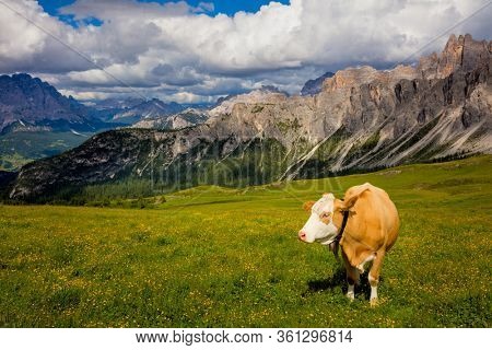 Alpine Mountain cows grazing on an alpine pasture in the Alps in summer