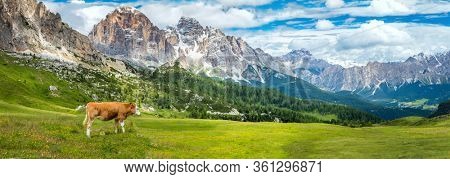 Brown mountain cows grazing on an alpine pasture in the Bernese Alps in summer, panoramic view with mountain range, big resolutions