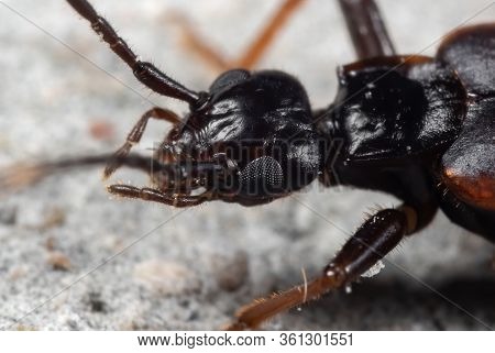 Macro Photography Of Head Of Earwig On The Floor