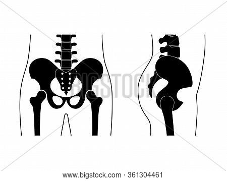Human Pelvis Anatomy. Main Pelvis Bones - Sacrum, Ilium, Coccyx, Femur. Front And Side View. Vector 
