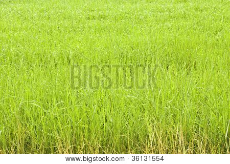 Background Farm.