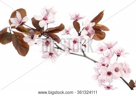 Branch Of Plum Tree With Beautiful Blossom Isolated On White. Spring Season