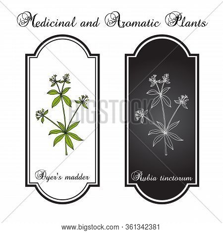 Dyer S Madder Rubia Tinctorum , Medicinal Plant. Hand Drawn Botanical Vector Illustration