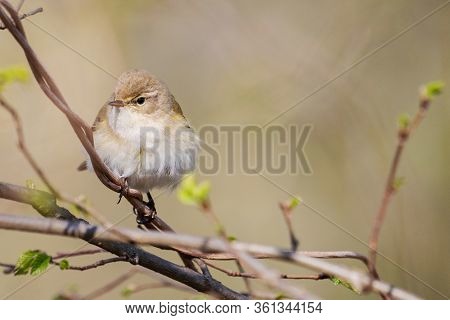Songbird Sits On A Branch In The Forest
