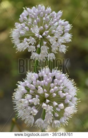 Allium Polyanthum Onions Inflorescence Having Seeds. Selective Focus On Blooming Onion Flower With N