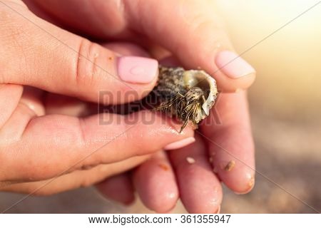 Cancer In The Shell. Cancer Hermit. Hermit Crab Habitat. Girl Olding A Little Cancer Hermit