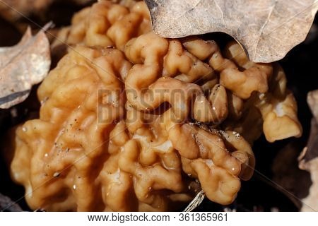 Gyromitra Gigas, Snow False Morel, Calf Brain. Early Spring Forest Mushroom Macro.