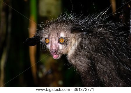 One Of The Rare Aye-aye Lemur That Is Only Nocturnal