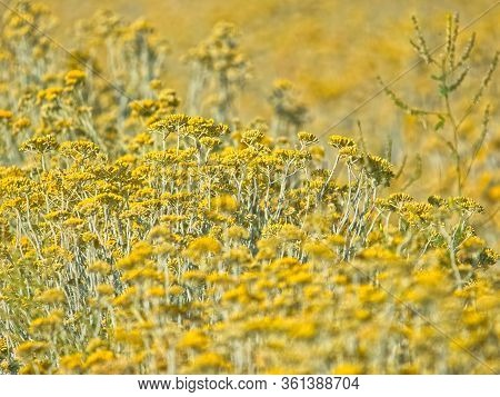 Growing A Medicinal Herbs, Immortelle Field Near Oklaj In Promina County At Dalmatian Zagora In Croa