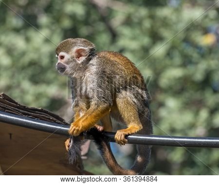 Central American Squirrel Monkey, Red-backed Squirrel Monkey. Exotic Monkeys In The Monkey Forest In