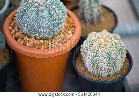 Astrophytum Asterias 