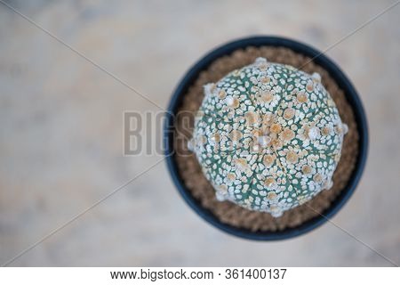Astrophytum Asterias 