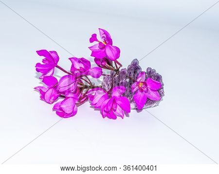 Cluster of small Purple Philippine ground orchids on amethyst crystals on a white background.