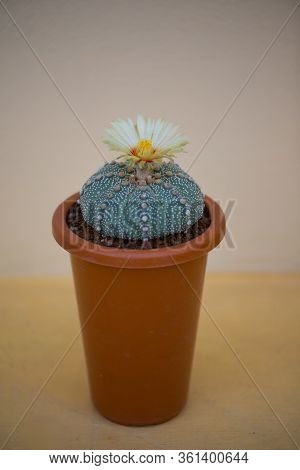 Astrophytum Asterias 