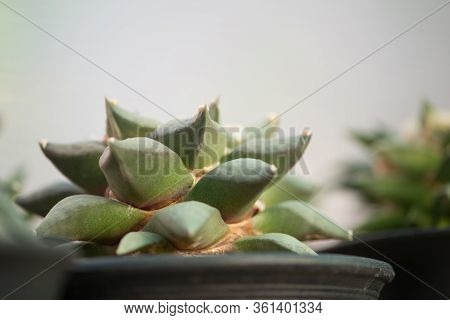 Ariocarpus Retusus In Flower Pot Show Nature Background