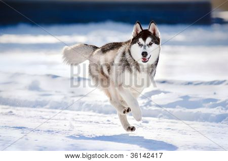 Hund hübsch Hasky laufen im winter