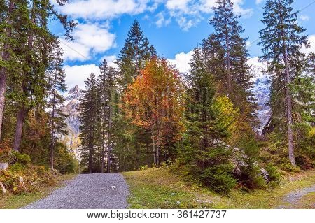 Bernese Alps Snow Peaks And Green Pine Trees Panorama Near Kandersteg Village, Canton Bern, Switzerl