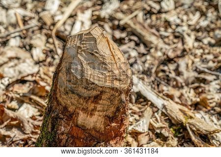 Beaver Gnaw Marks On A Fallen Birch Tree Trunk At Papenluch Briesetal, Birkenwerder, Germany