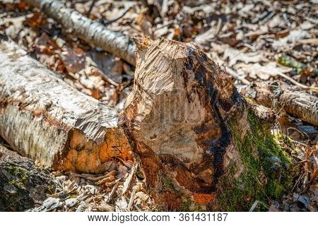 Beaver Gnaw Marks On A Fallen Birch Tree Trunk At Papenluch Briesetal, Birkenwerder, Germany
