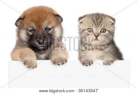 子犬と子猫白バナー上の足を表示します。
